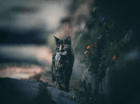 Chat souris 16 April 20211_edited.jpg