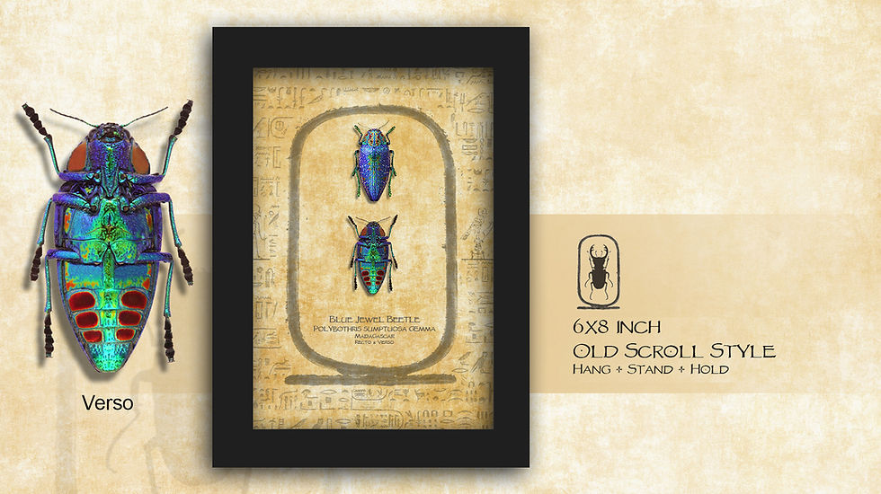 Thumbnail: Polybothris sumptuosa gemma