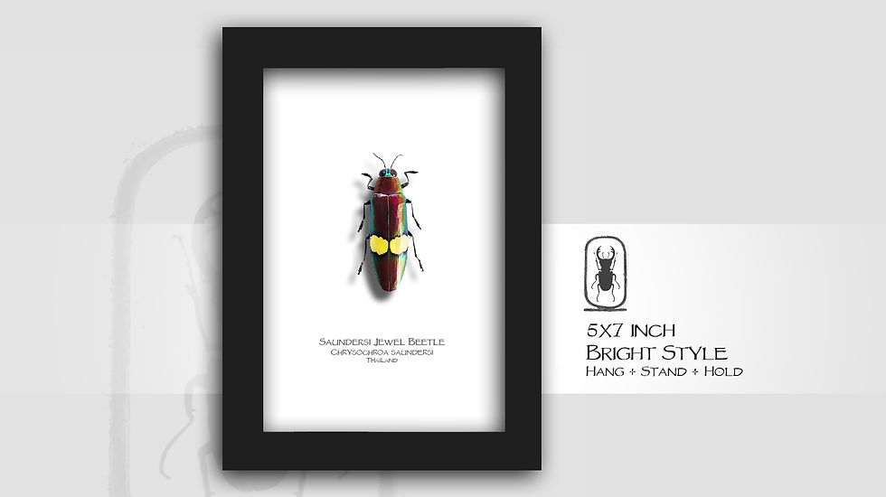 Thumbnail: Chrysochroa saundersi