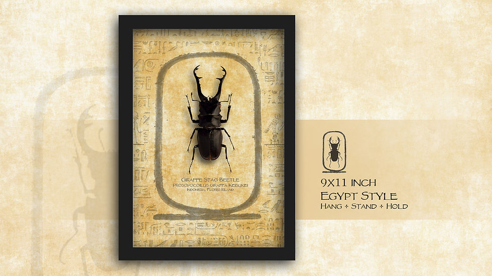 Thumbnail: Prosopocoilus giraffa ♂