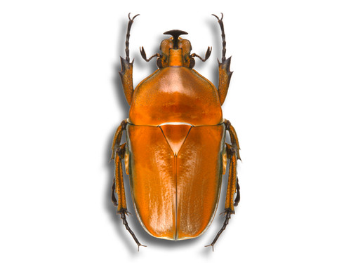 Trigonophorus rothschildi YELLOW | Arts of Science