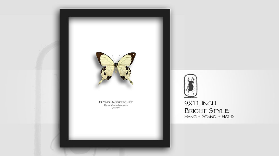 Thumbnail: Papilio dardanus ♂