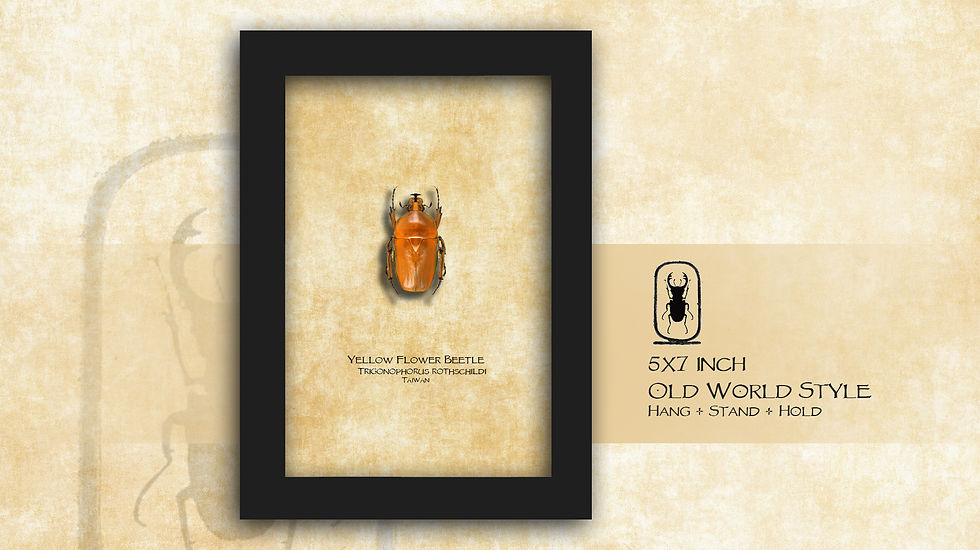 Thumbnail: Trigonophorus rothschildi YELLOW