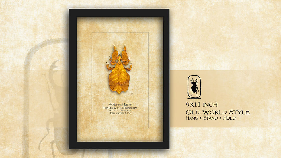 Thumbnail: Phyllium pulchrifolium Rare Orange ♀