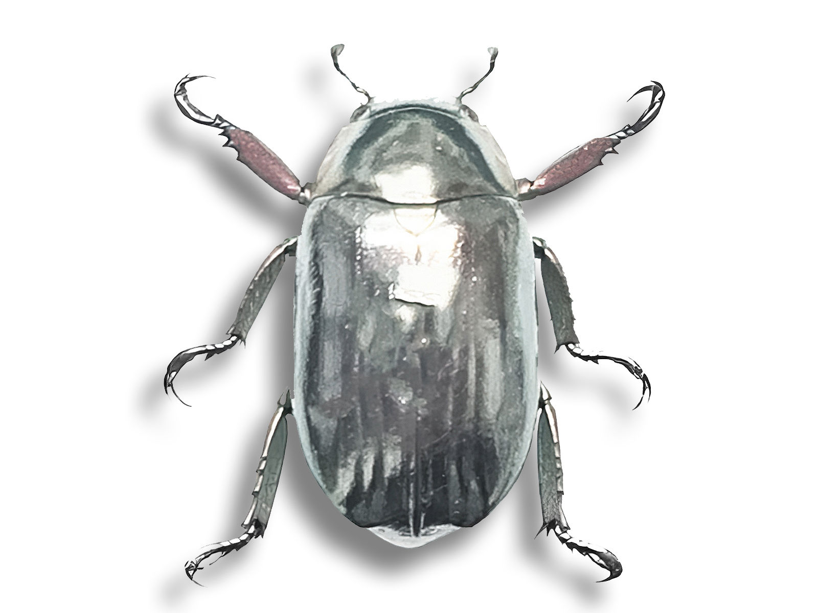 Plusiotis chrysargirea