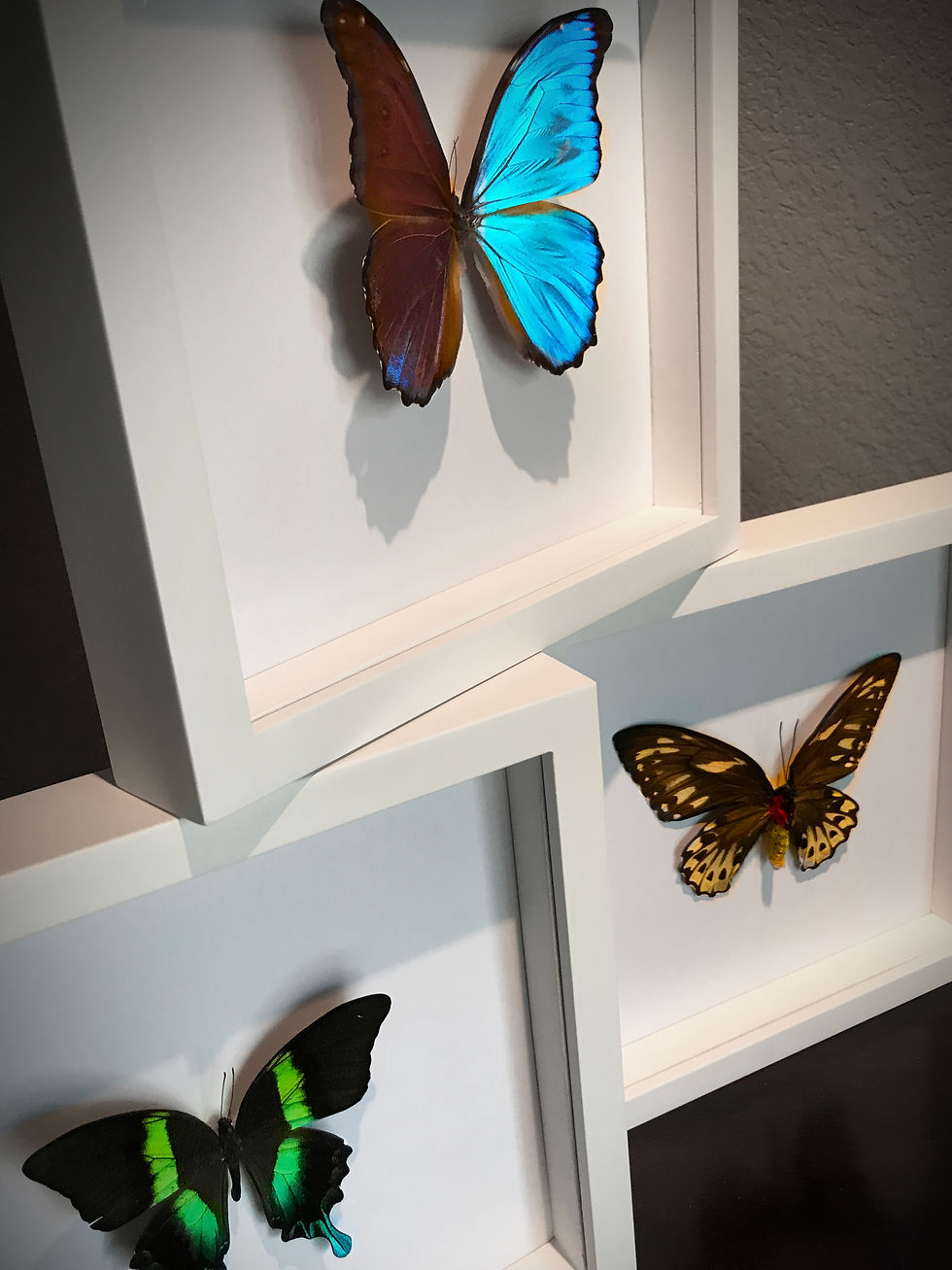 Thumbnail: 3 Butterfly White Frame Set