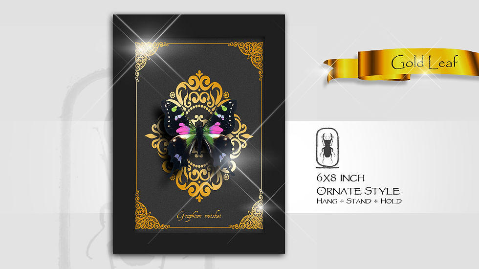 Thumbnail: Graphium weiskei