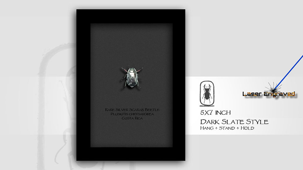 Thumbnail: Plusiotis chrysargirea