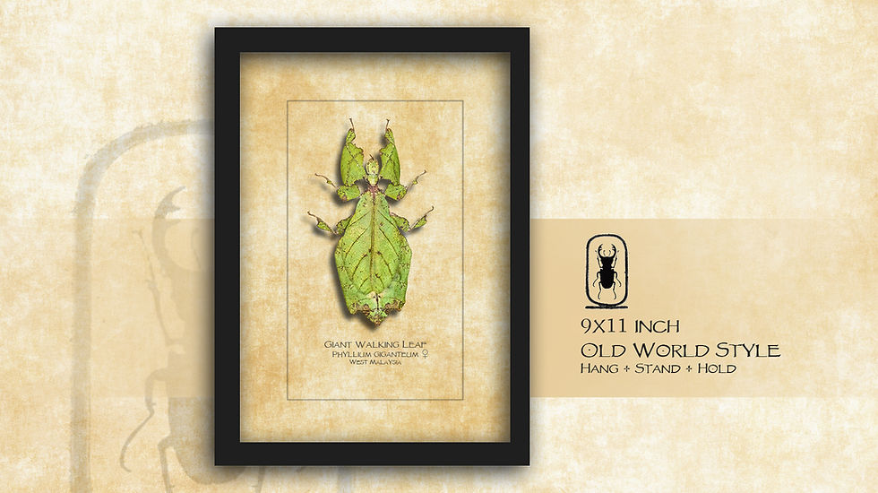 Thumbnail: Phyllium giganteum ♀