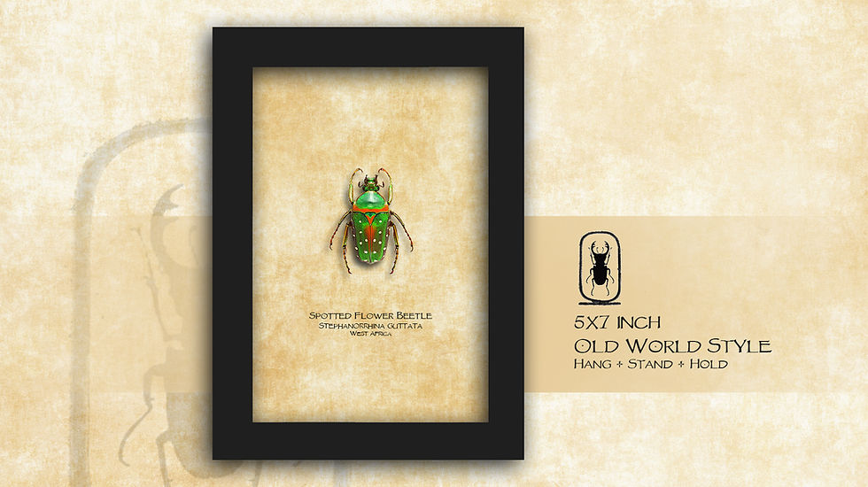 Thumbnail: Stephanorrhina guttata