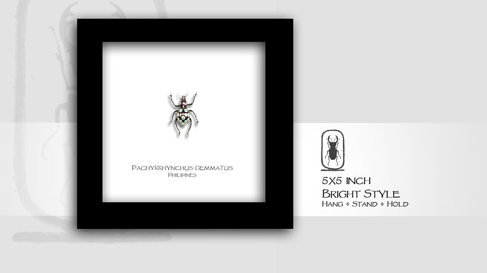 Thumbnail: Pachyrrhynchus gemmatus