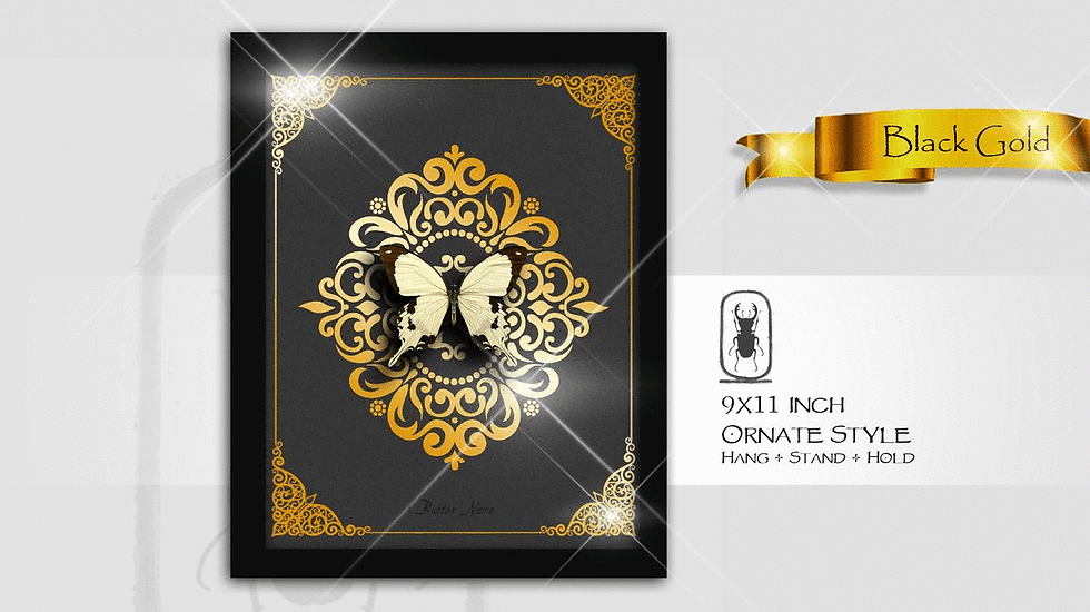 Thumbnail: Papilio dardanus ♂