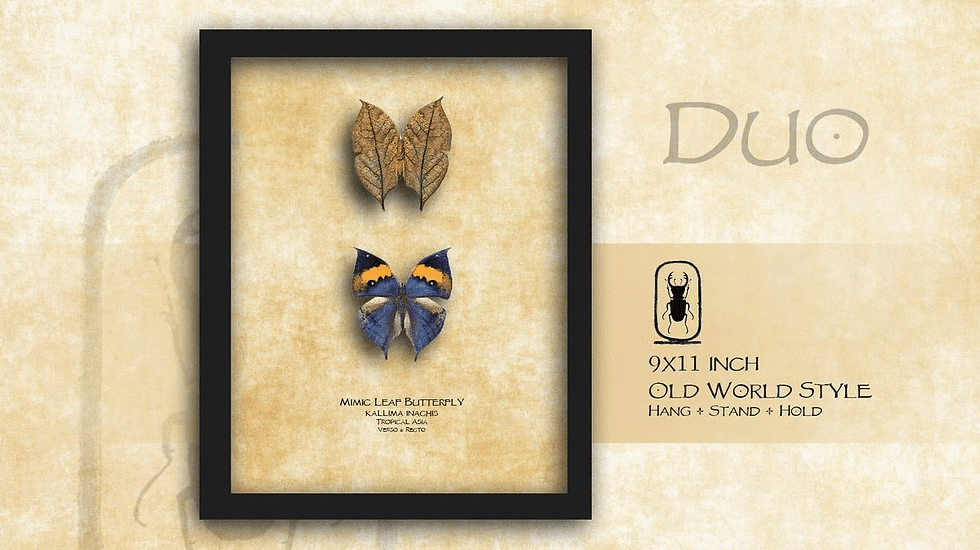 Thumbnail: Kallima inachis Recto