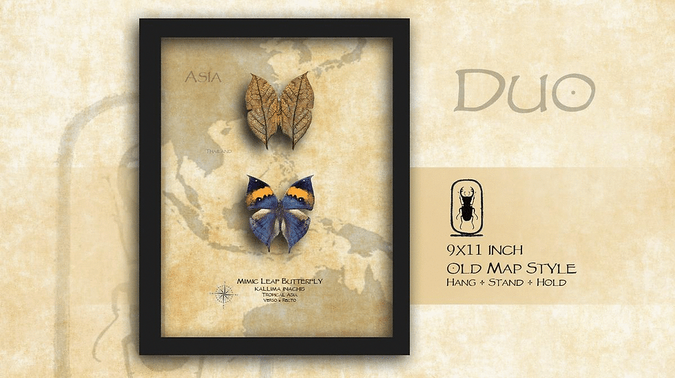 Thumbnail: Kallima inachis Verso