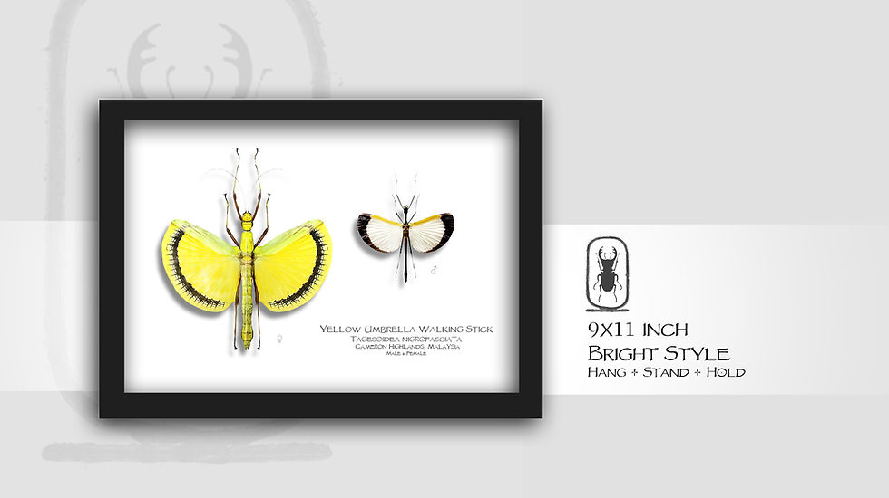 Thumbnail: Eurynecroscia nigrofasciata ♀