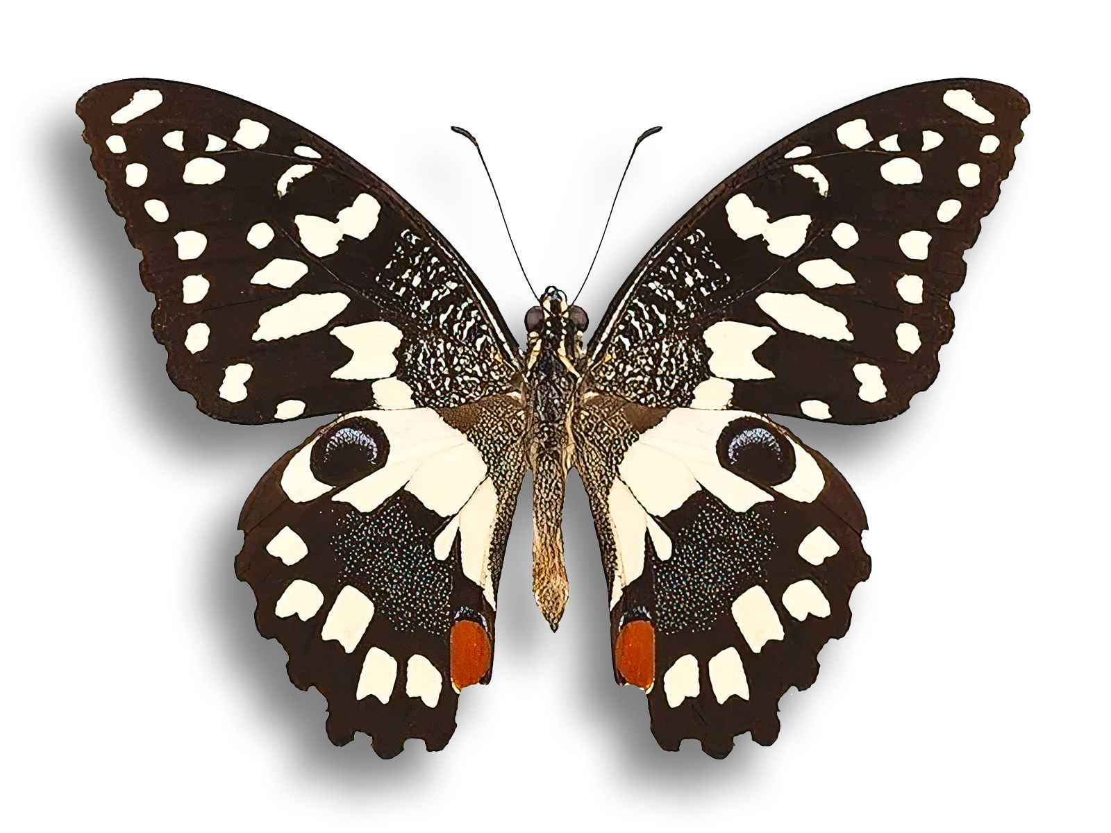 Papilio demoleus ♂