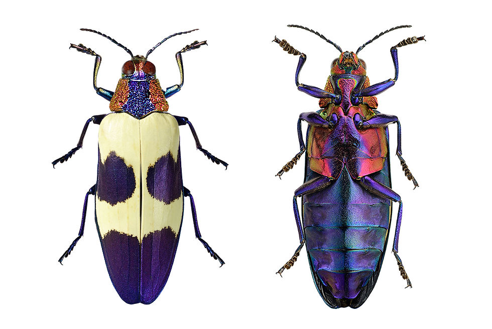 Thumbnail: PICK OF THE LITTER - Chrysochroa buqueti buqueti Rare Blue Head