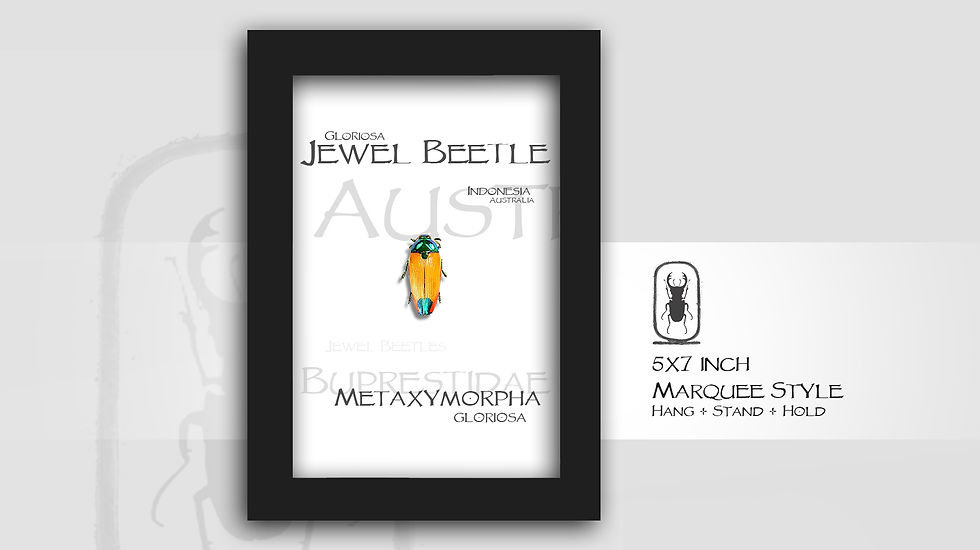 Thumbnail: Metaxymorpha gloriosa