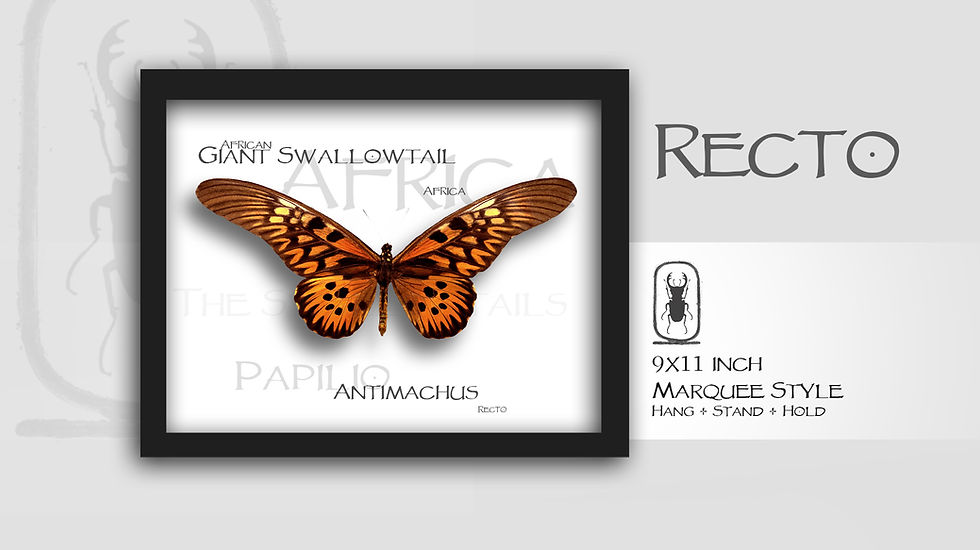 Thumbnail: Papilio Antimachus ♂