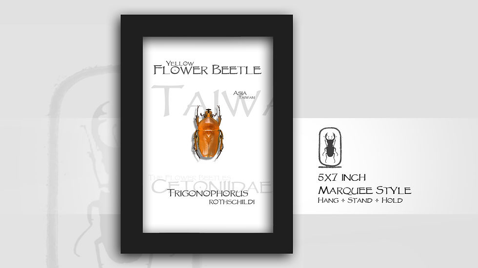 Thumbnail: Trigonophorus rothschildi YELLOW