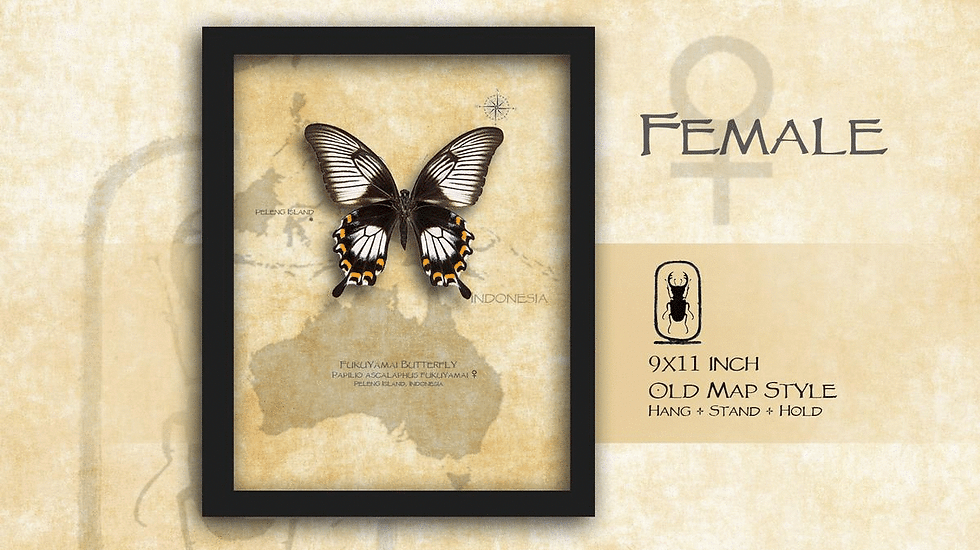 Thumbnail: Papilio ascalaphus fukuyamai ♀