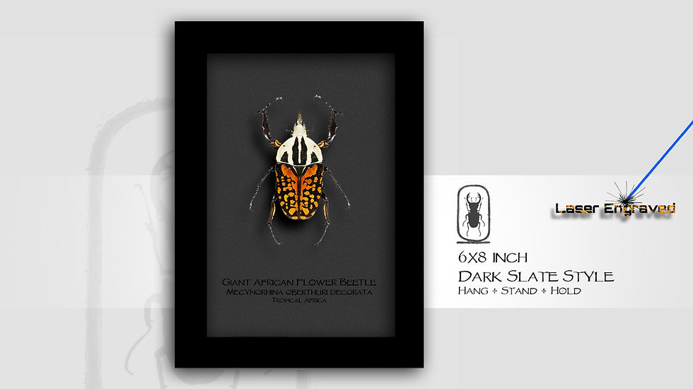 Thumbnail: Mecynorhina oberthuri decorata ♂♀