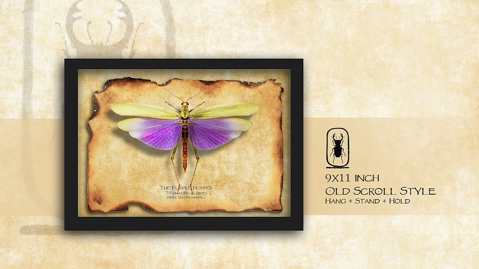 Thumbnail: Titanacris albipes