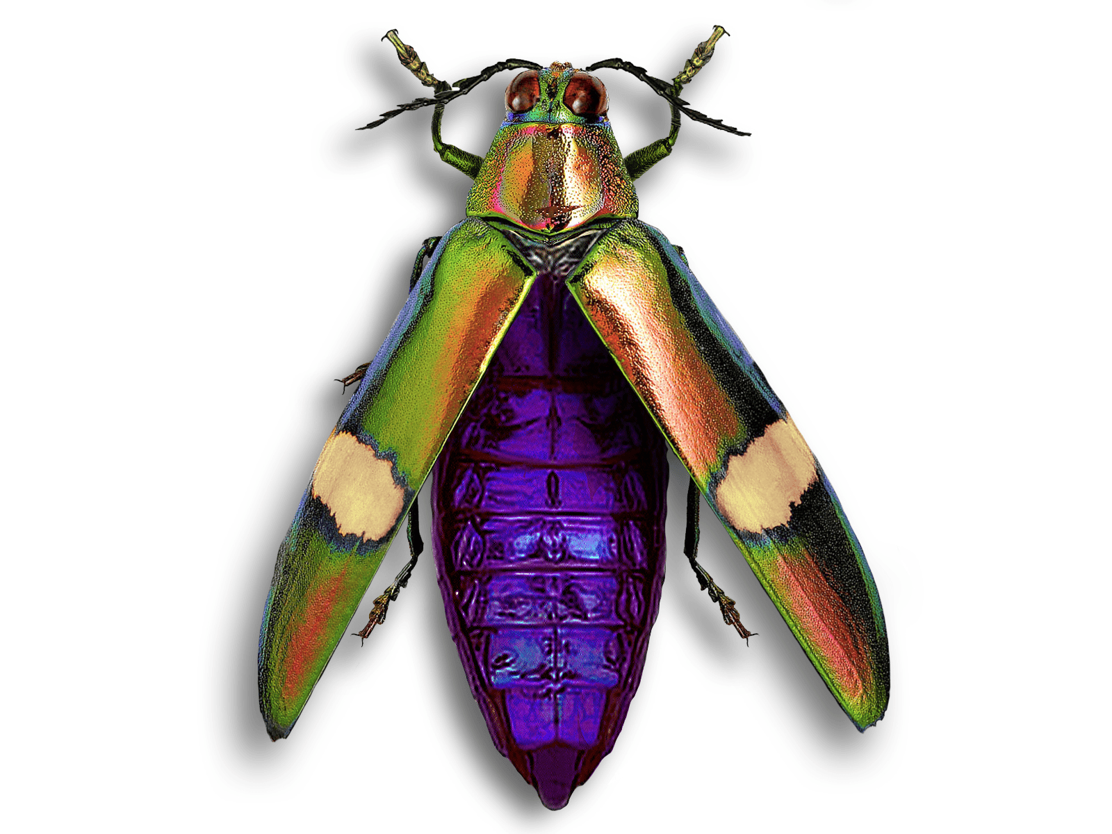 Chrysochroa saundersi