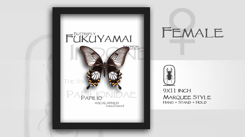 Thumbnail: Papilio ascalaphus fukuyamai ♀