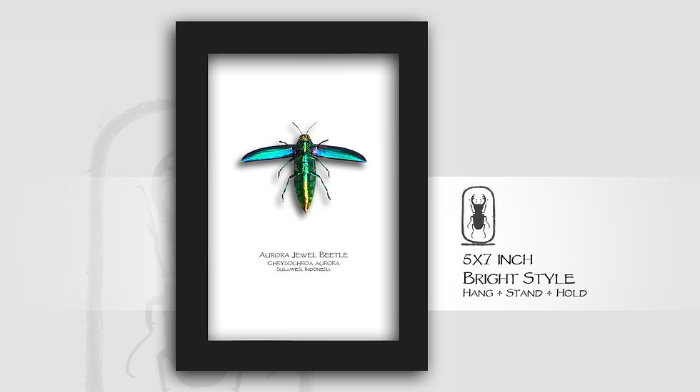 Thumbnail: Chrysochroa aurora Verso