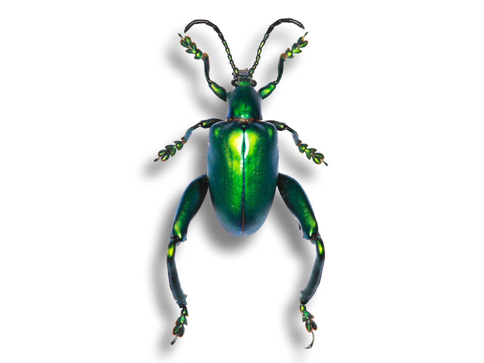 Sagra laticollis Green ♂