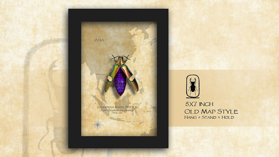 Thumbnail: Chrysochroa saundersi