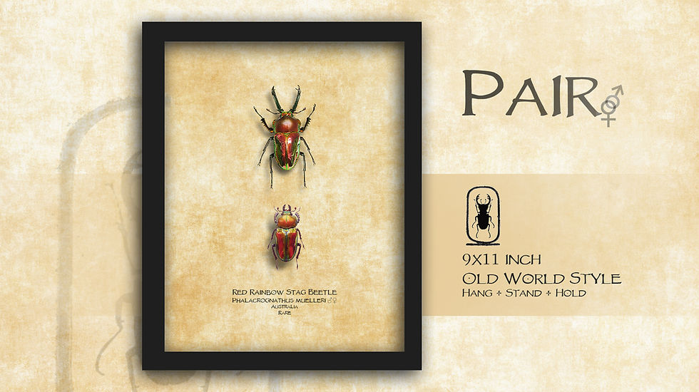 Thumbnail: Phalacrognathus muelleri RED ♂♀