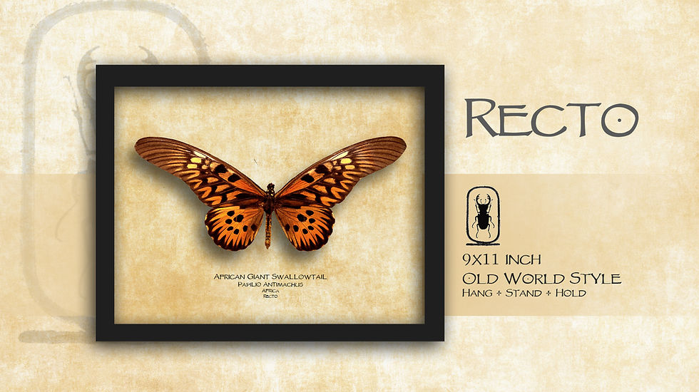 Thumbnail: Papilio Antimachus ♂