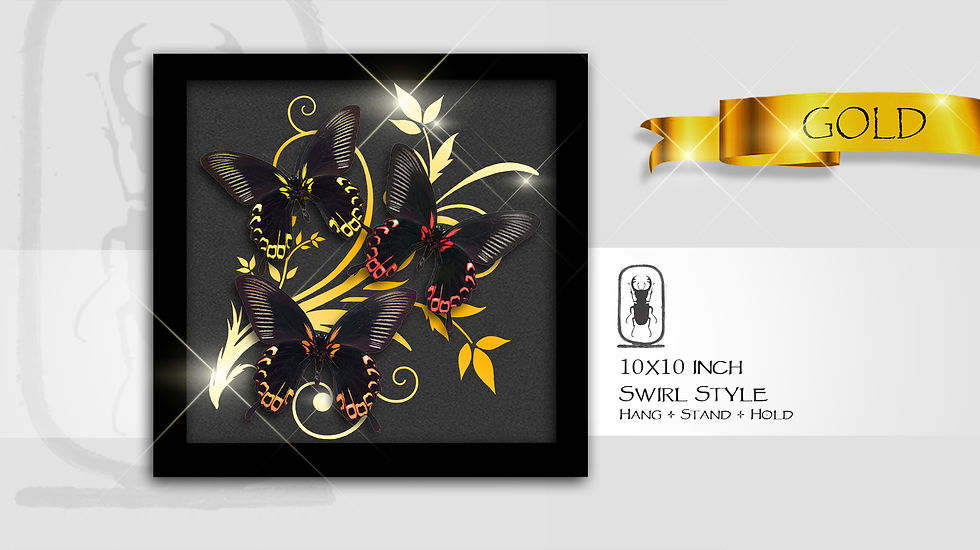 Thumbnail: Papilio  deiphobus Trio