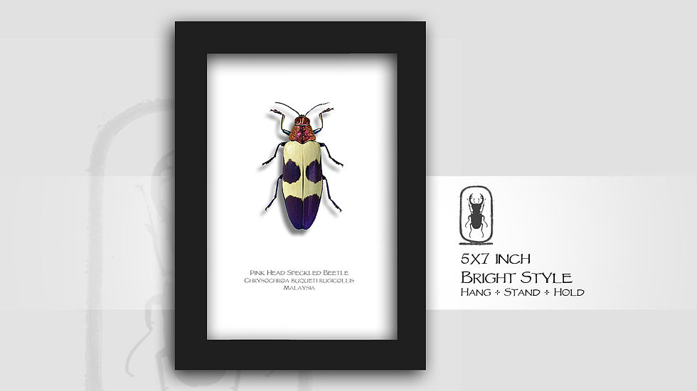 Thumbnail: Chrysochroa buqueti rugicollis Pink Head