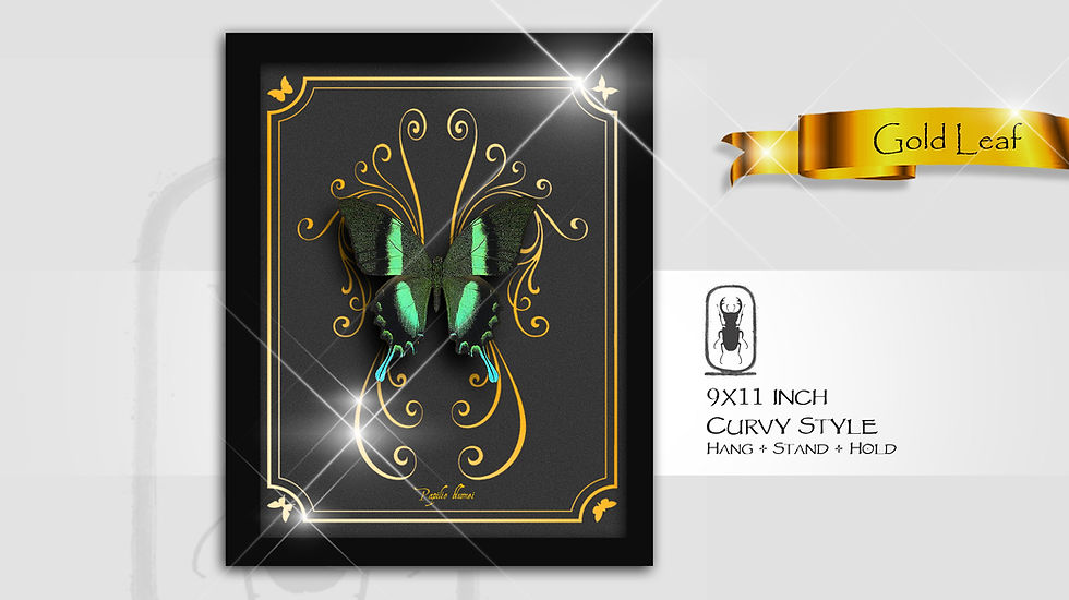 Thumbnail: Papilio blumei