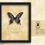 Thumbnail: Papilio antenor