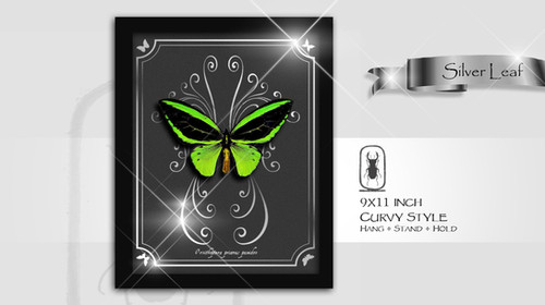 Ornithoptera priamus poseidon ♂♀ | Arts of Science
