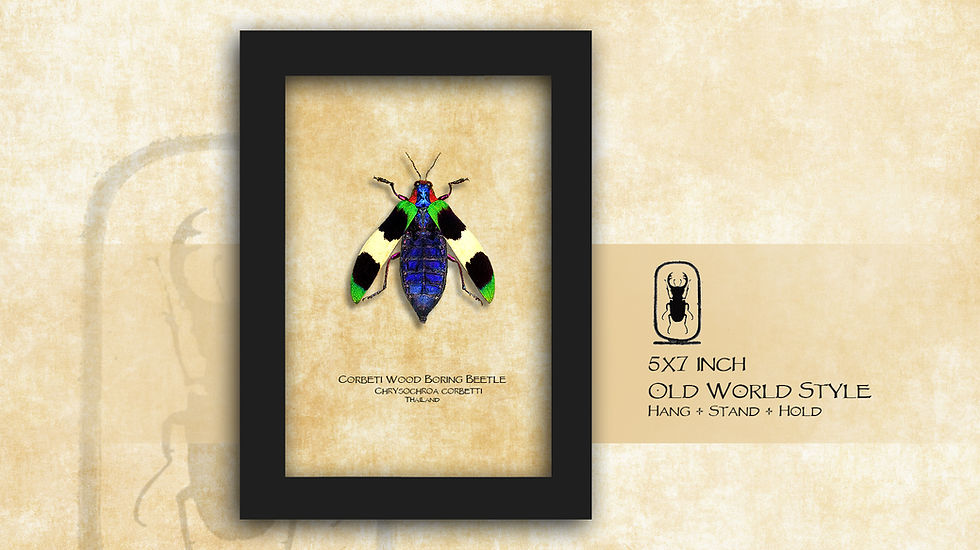 Thumbnail: Chrysochroa corbetti