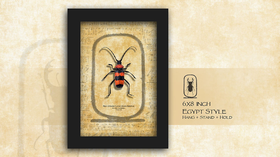 Thumbnail: Paveia superba