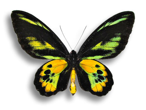 Ornithoptera rothschildi ♂♀ | Arts of Science