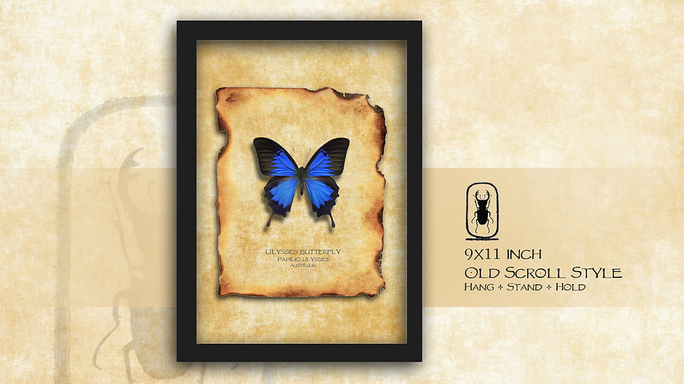 Thumbnail: Papilio ulysses