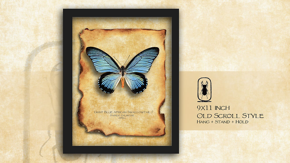 Thumbnail: Papilio zalmoxis ♂