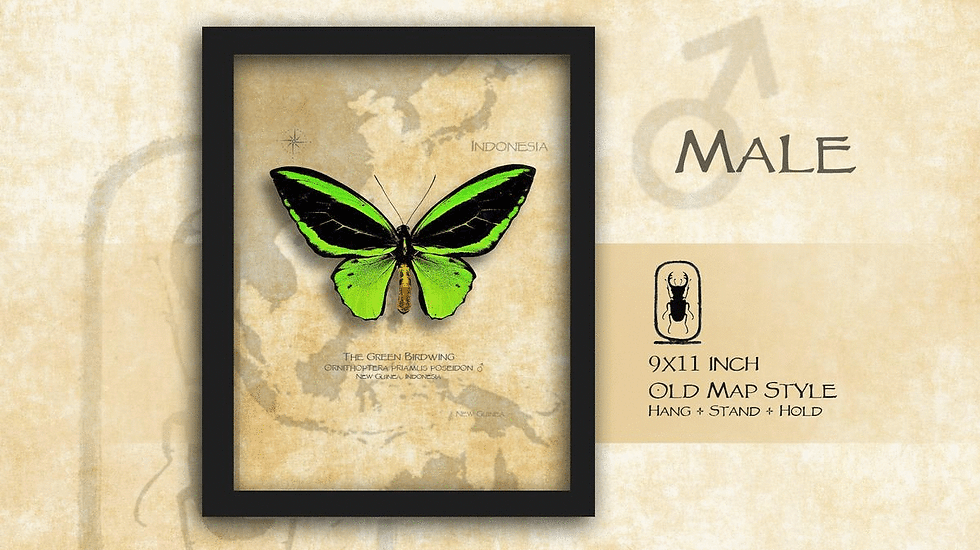 Thumbnail: Ornithoptera priamus poseidon ♂♀