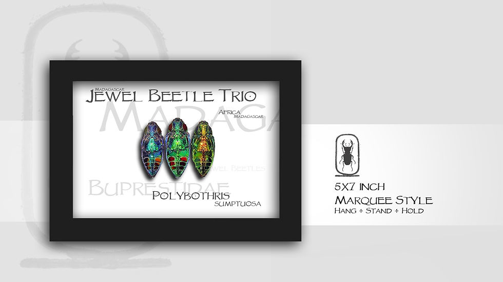 Thumbnail: Polybothris sumptuosa Verso Trio
