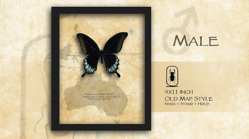 Thumbnail: Papilio ascalaphus fukuyamai ♂