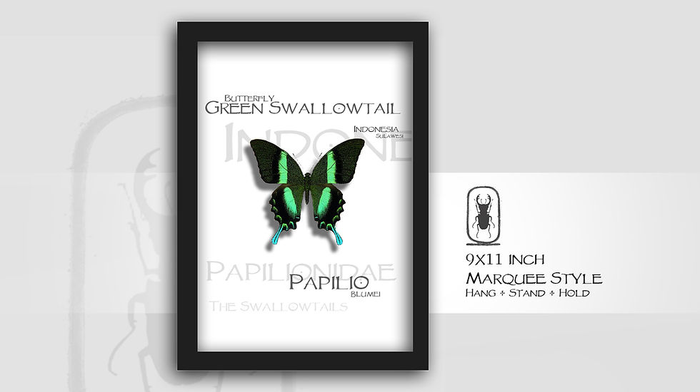 Thumbnail: Papilio blumei