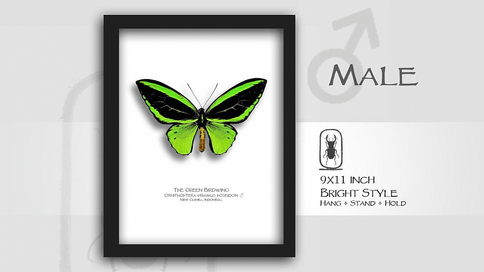 Thumbnail: Ornithoptera priamus poseidon ♂♀