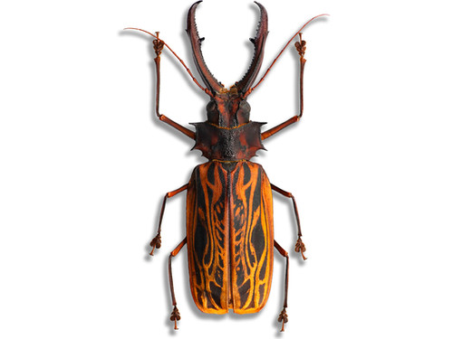 標本 Peru Macrodontia cervicornis 106mm 標本 Peru Macrodontia cervicornis 106mm 標本 Peru Macrodontia